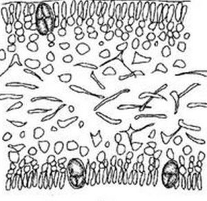 裂葉蜈蚣藻 裂葉蜈蚣藻