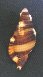 金帶美法螺 金帶美法螺