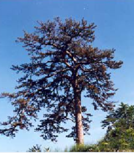 南冶古松 南冶古松