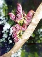 假側生花亞屬 假側生花亞屬