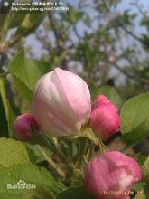 太平鎮[山東省巨野縣太平鎮]