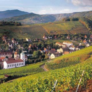 阿爾薩斯產區 阿爾薩斯產區