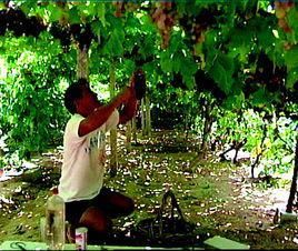 大澤山葡萄節 大澤山葡萄節