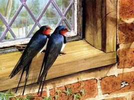 燕子夫婦 燕子夫婦