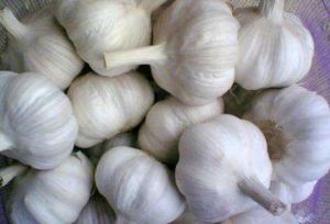 商河大蒜 商河大蒜