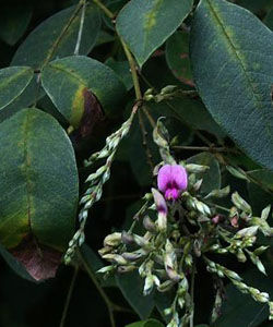 寬葉胡枝子 寬葉胡枝子