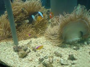 (圖)合肥漢海極地海洋世界