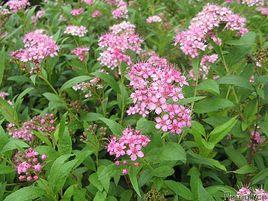 金山繡線菊 金山繡線菊
