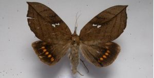 木葉夜蛾 木葉夜蛾