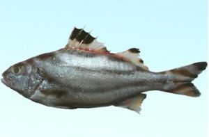 尾斑尖豬魚 尾斑尖豬魚