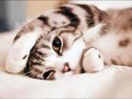 棕色標準虎斑貓 棕色標準虎斑貓