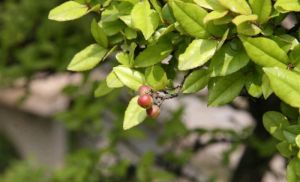 毛葉雀梅藤 毛葉雀梅藤