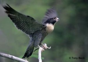 游隼南方亞種 游隼南方亞種