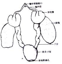 卵巢早衰簡易圖