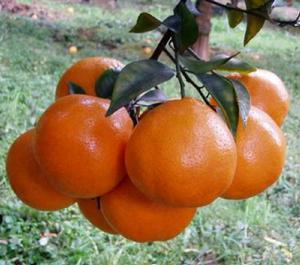 春見蜜橘 春見蜜橘