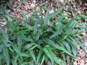 抱莖挺葉苔 抱莖挺葉苔