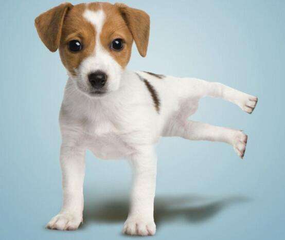 狗狗跳舞 狗狗跳舞