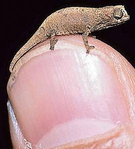 迷你變色龍 迷你變色龍