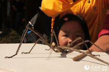 竹節蟲[有翅亞綱竹節蟲目昆蟲]