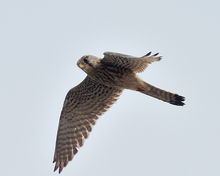 模里西斯紅隼 模里西斯紅隼