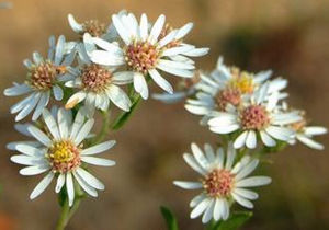 絹葉旋覆花 絹葉旋覆花