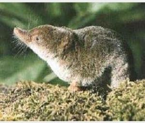 雜色臭鼩 雜色臭鼩