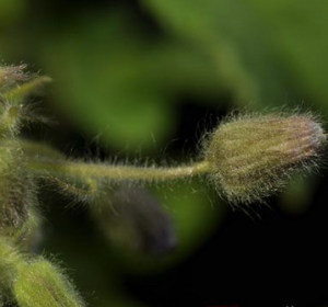 紅頭小仙 紅頭小仙