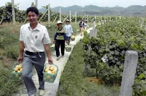 西茶塢採摘園 西茶塢採摘園