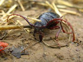 大牙土天牛 大牙土天牛