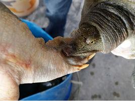 甲魚打架 甲魚打架