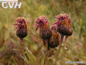偽泥胡菜 偽泥胡菜
