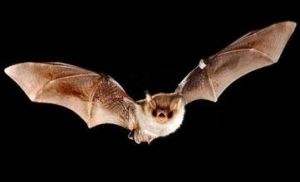 須鼠耳蝠 須鼠耳蝠