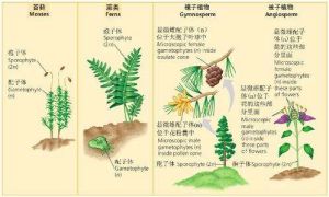 孢子體不育 孢子體不育