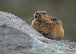 東北鼠兔 東北鼠兔