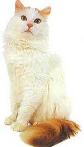 土耳其金棕色貓