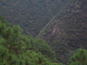 大武莊自然村-經濟林