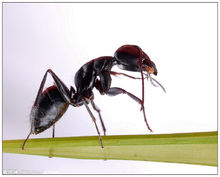 黑螞蟻形態圖
