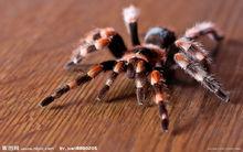 蛛形綱動物蜘蛛