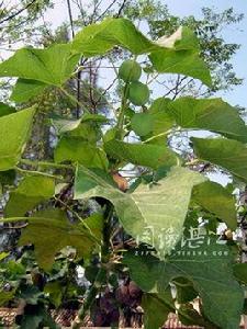 喜鈣植物 喜鈣植物