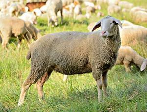 永昌肉羊 永昌肉羊