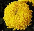 趙昌寒菊 趙昌寒菊