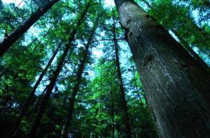 歌樂山森林公園