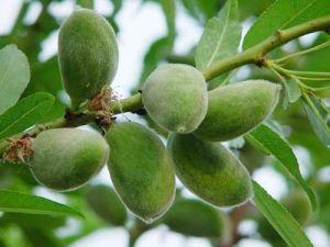 紫花扁桃 紫花扁桃