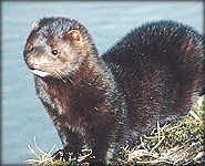 水貂腦膜炎 水貂腦膜炎