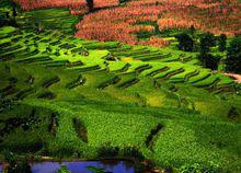 甲寅梯田