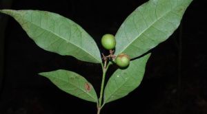 白花龍船花 白花龍船花