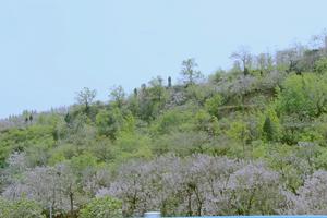 中原佛山槐花文化節 中原佛山槐花文化節