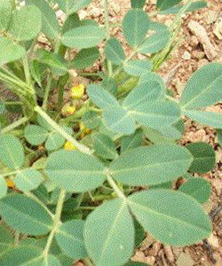 鮮花生葉茶 鮮花生葉茶