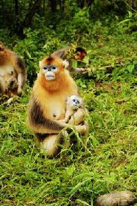 白河自然保護區