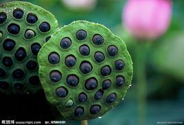 監利香蓮 監利香蓮